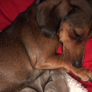 Meet your Posher, Jaanai